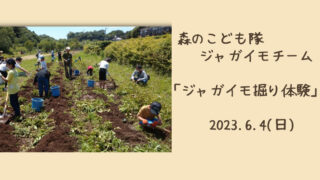 「森のこども隊☆ジャガイモチーム」ジャガイモ掘り 2023.6.4(日)