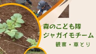 森のこども隊☆ジャガイモチーム「観察・草とり」