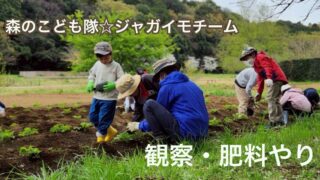 森のこども隊☆ジャガイモチーム「観察・肥料やり」2025年4月