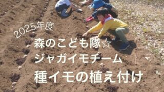 森のこども隊☆ジャガイモチーム「種イモの植え付け」2025年3月