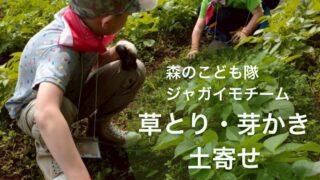 森のこども隊☆ジャガイモチーム「草とり・芽かき・土寄せ」2025年5月