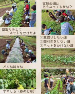 森のこども隊 秋やさいチーム 4回目の活動の様子