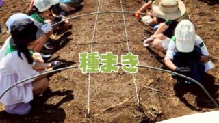 森のこども隊⭐︎秋やさいチーム第1回目 種まき 2025年9月