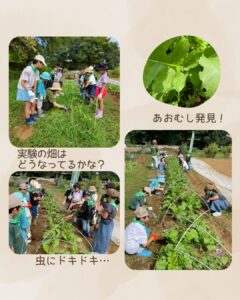 森のこども隊 秋やさいチーム 3回目の活動の様子