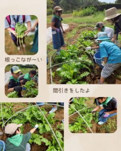 森のこども隊 秋やさいチーム 3回目の活動の様子