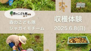 森のこども隊☆ジャガイモチーム「収穫体験」2025年6月