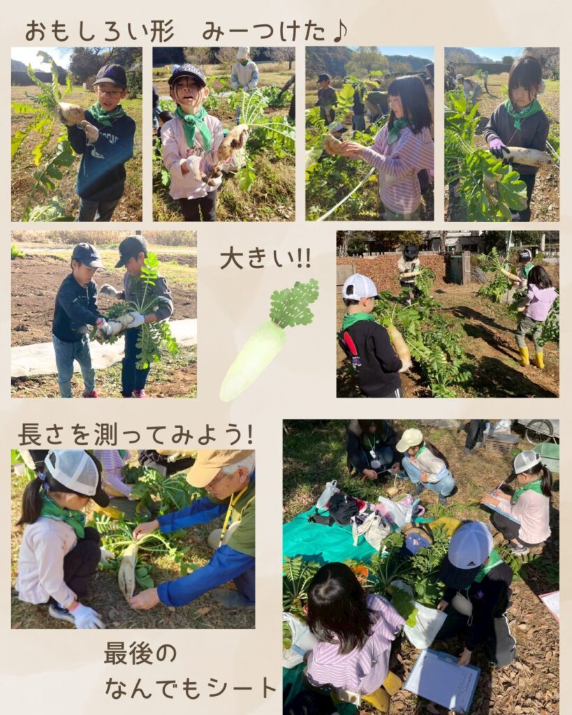 森のこども隊 秋やさいチーム 5回目の活動の様子