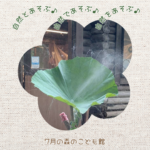 2026年7月の様子